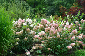 Obraz Hydrangea